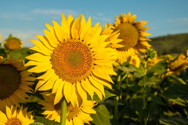 Sonnenblumen